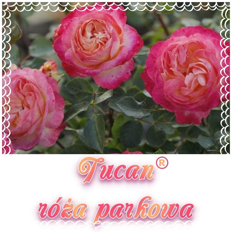 Tucan róże parkowe